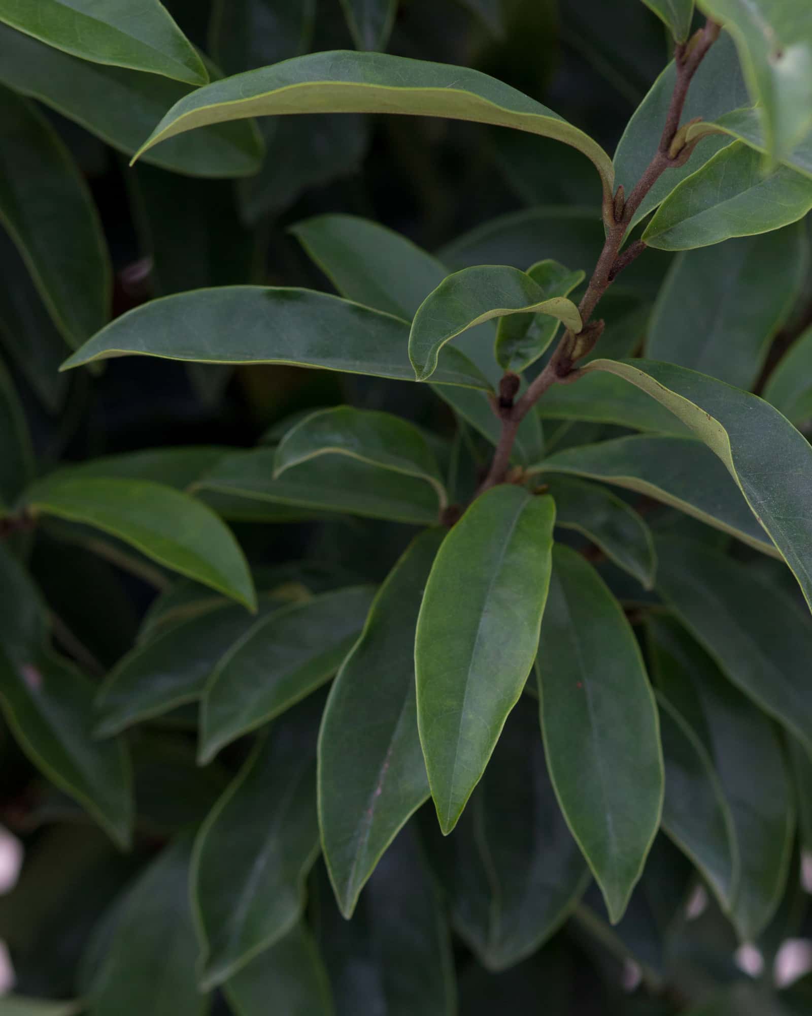 Stellar Ruby Magnolia - Image 2