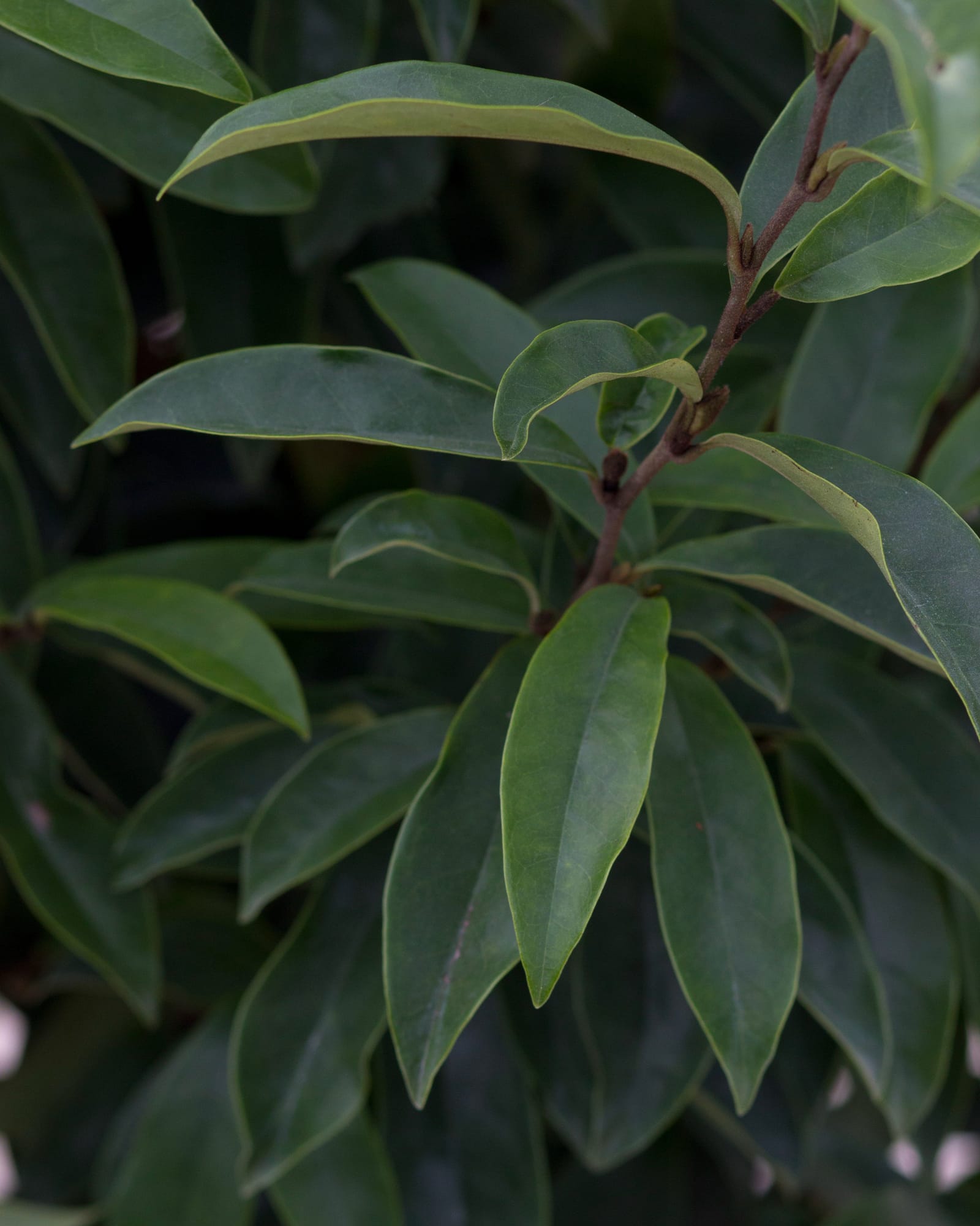 Stellar Ruby Magnolia - view 3