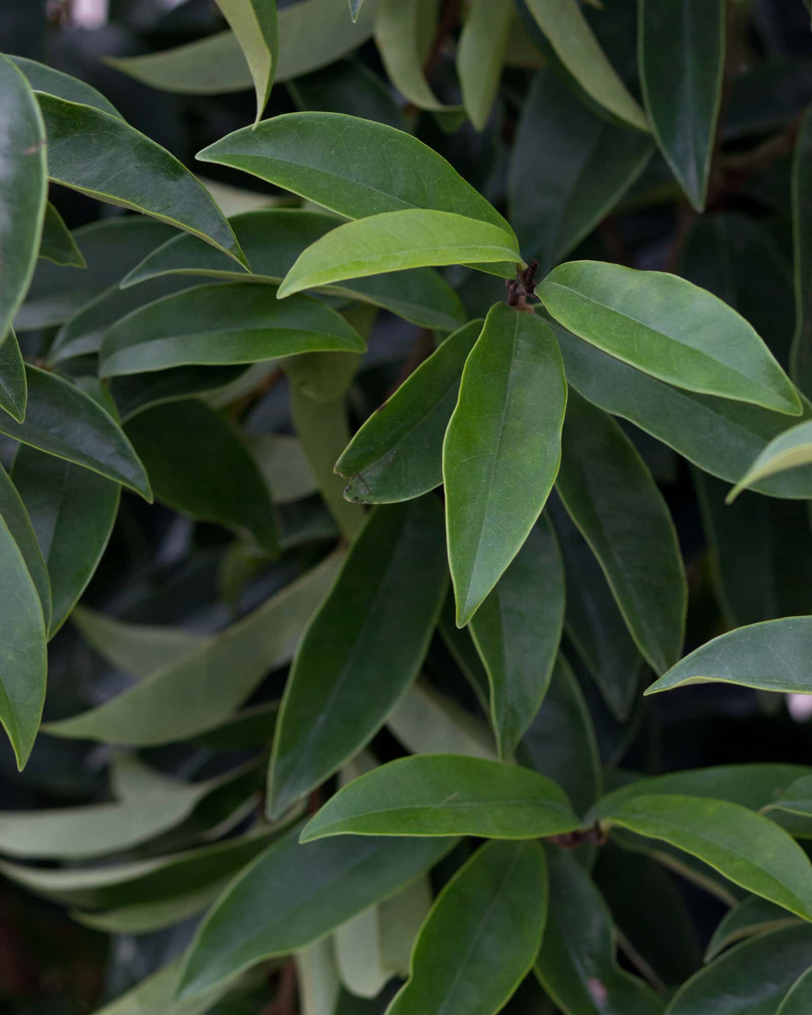 Stellar Ruby Magnolia - Image 3
