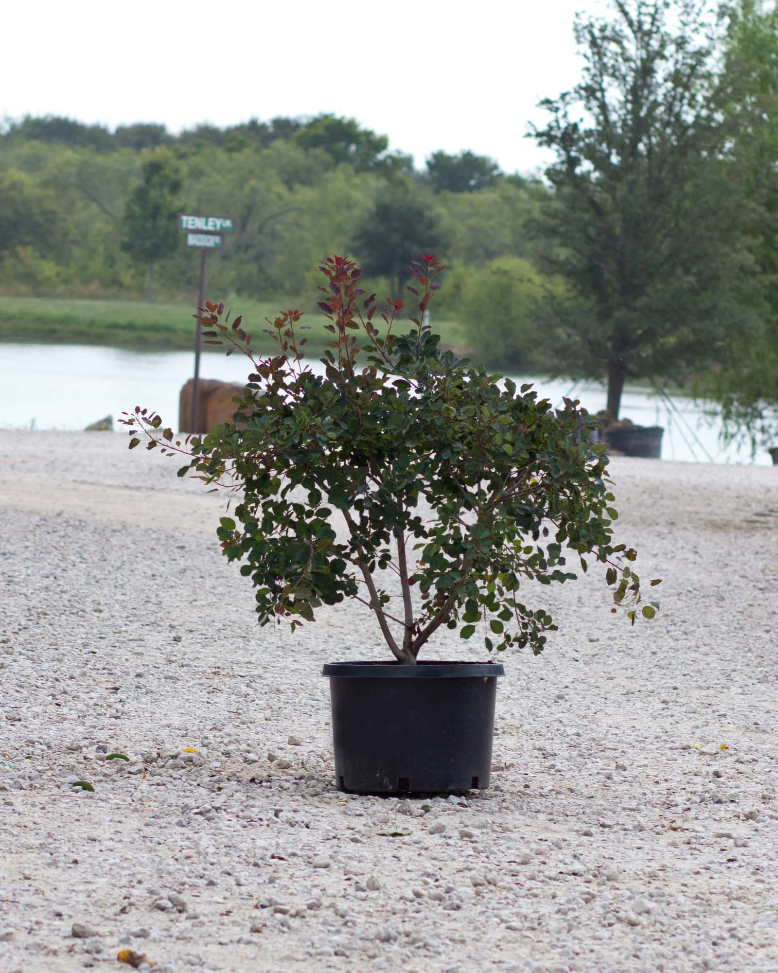 Dusky Maiden Smoketree - Image 5