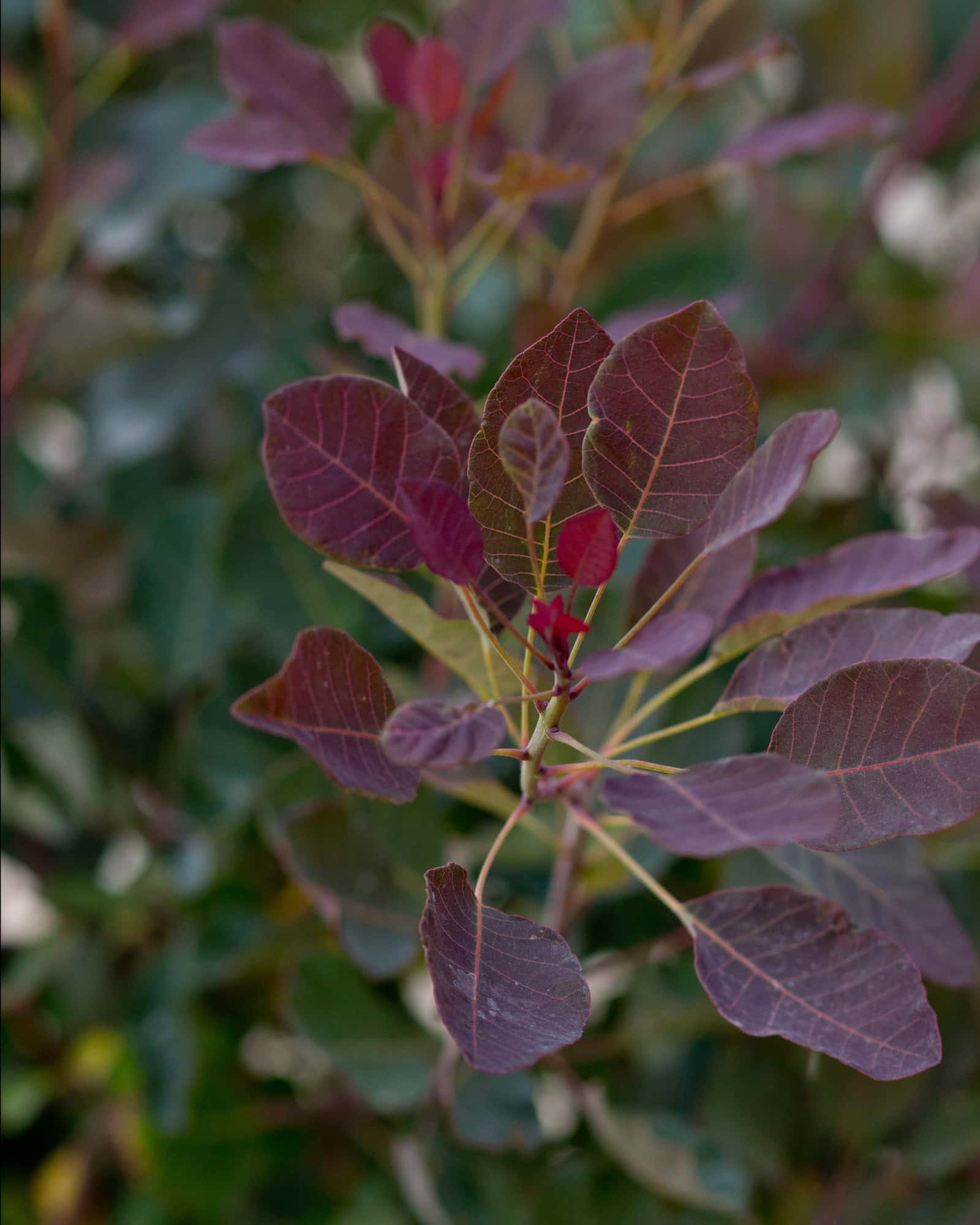 Dusky Maiden Smoketree - Image 6