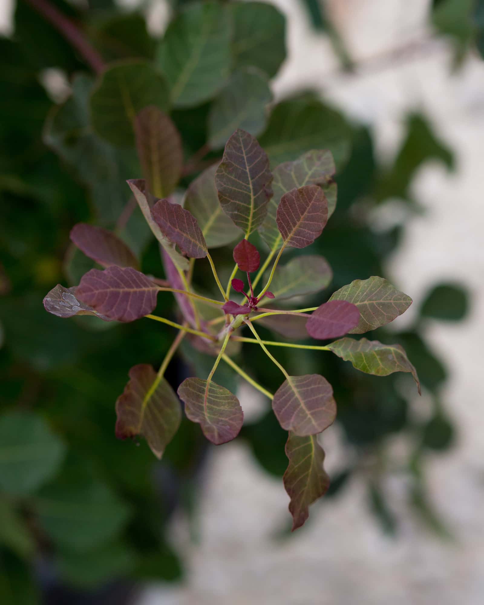 Dusky Maiden Smoketree - Image 7