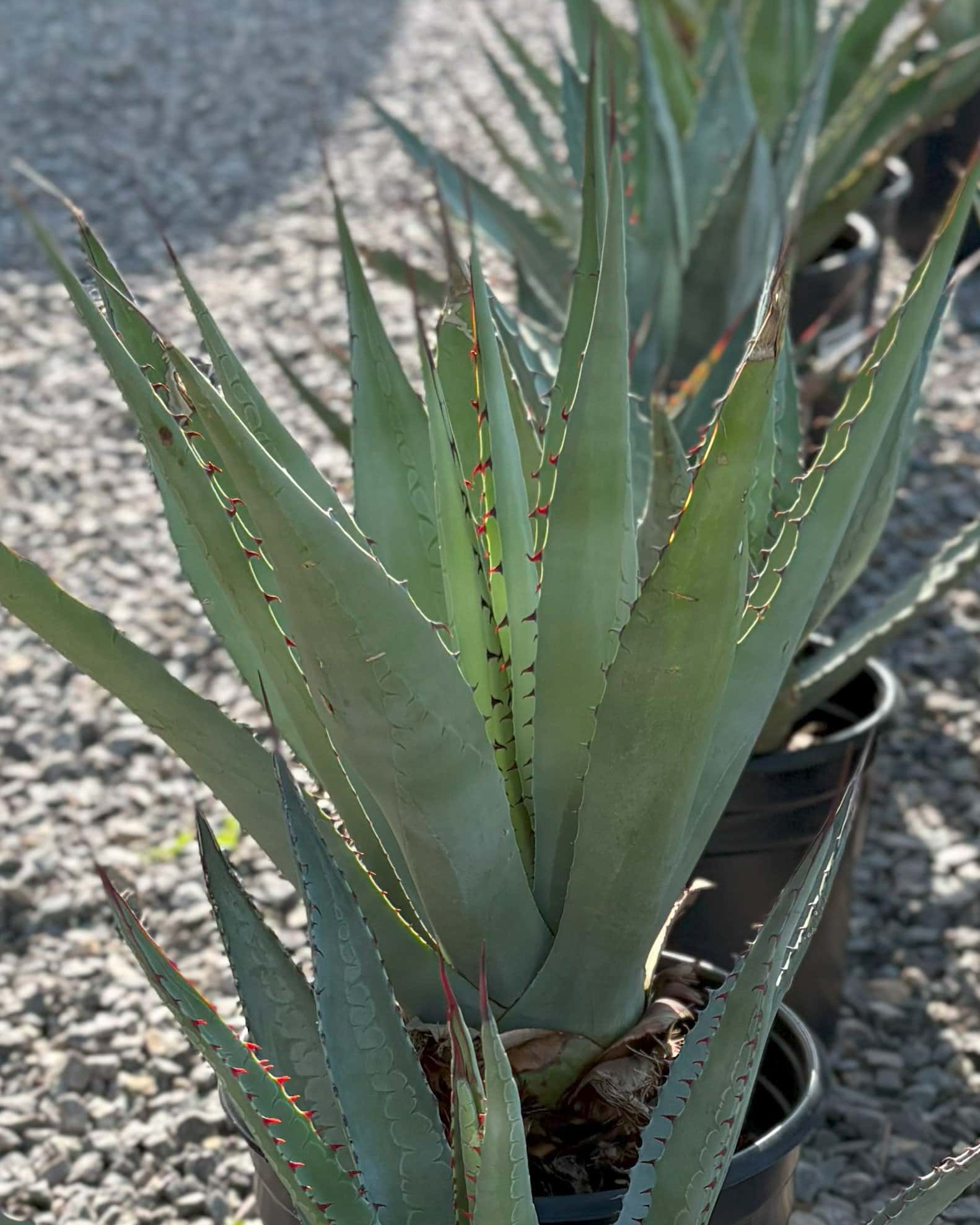 Goldenflower Agave - Image 5