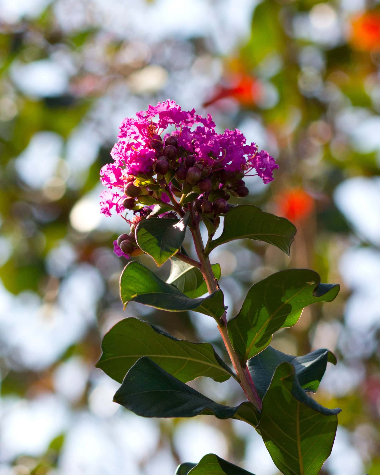 Colorama Purple Crape Myrtle - Main Image