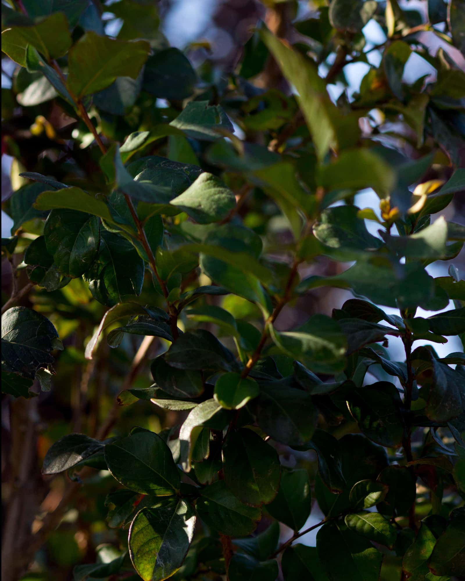 Colorama Purple Crape Myrtle - Image 1