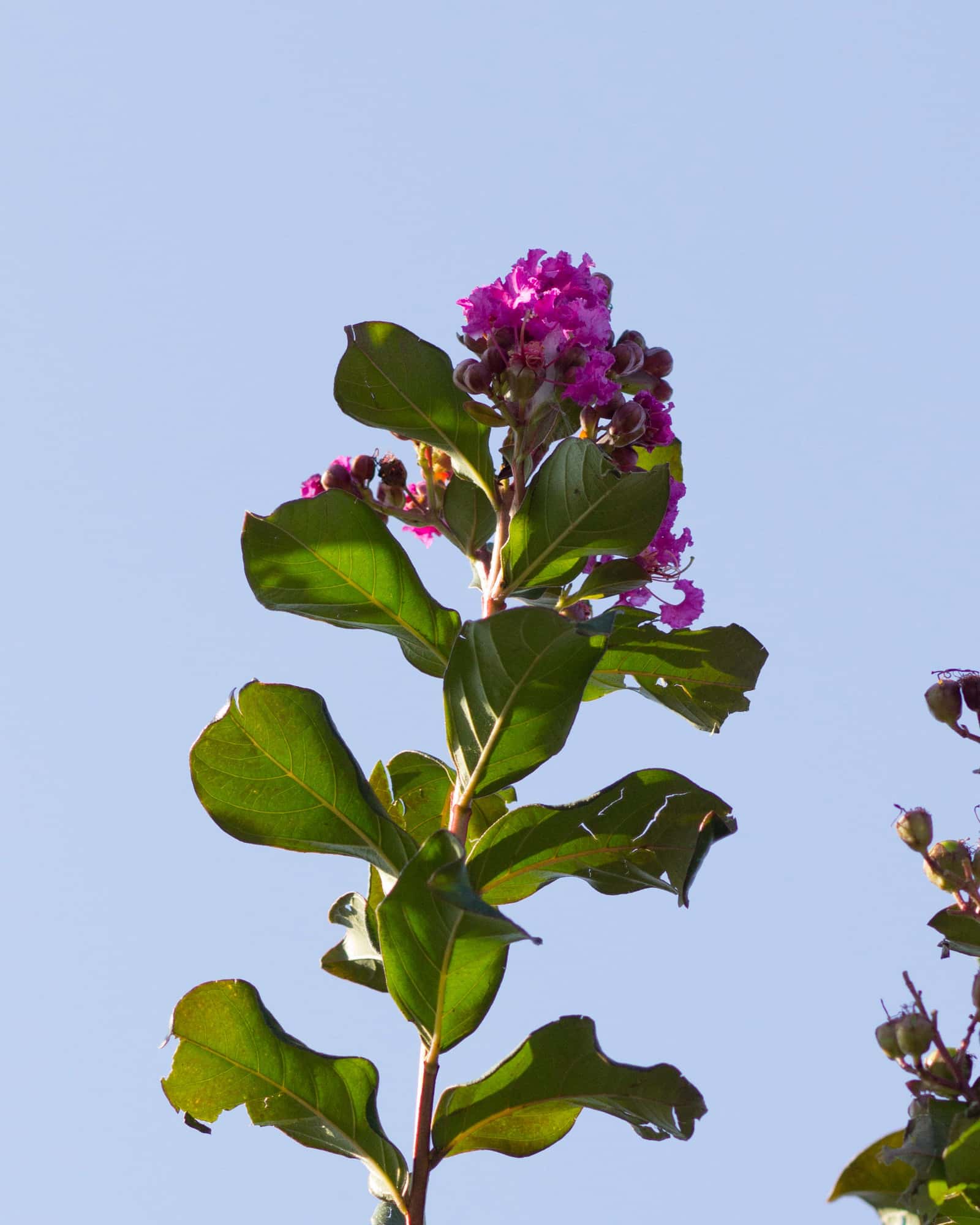 Colorama Purple Crape Myrtle - Image 2
