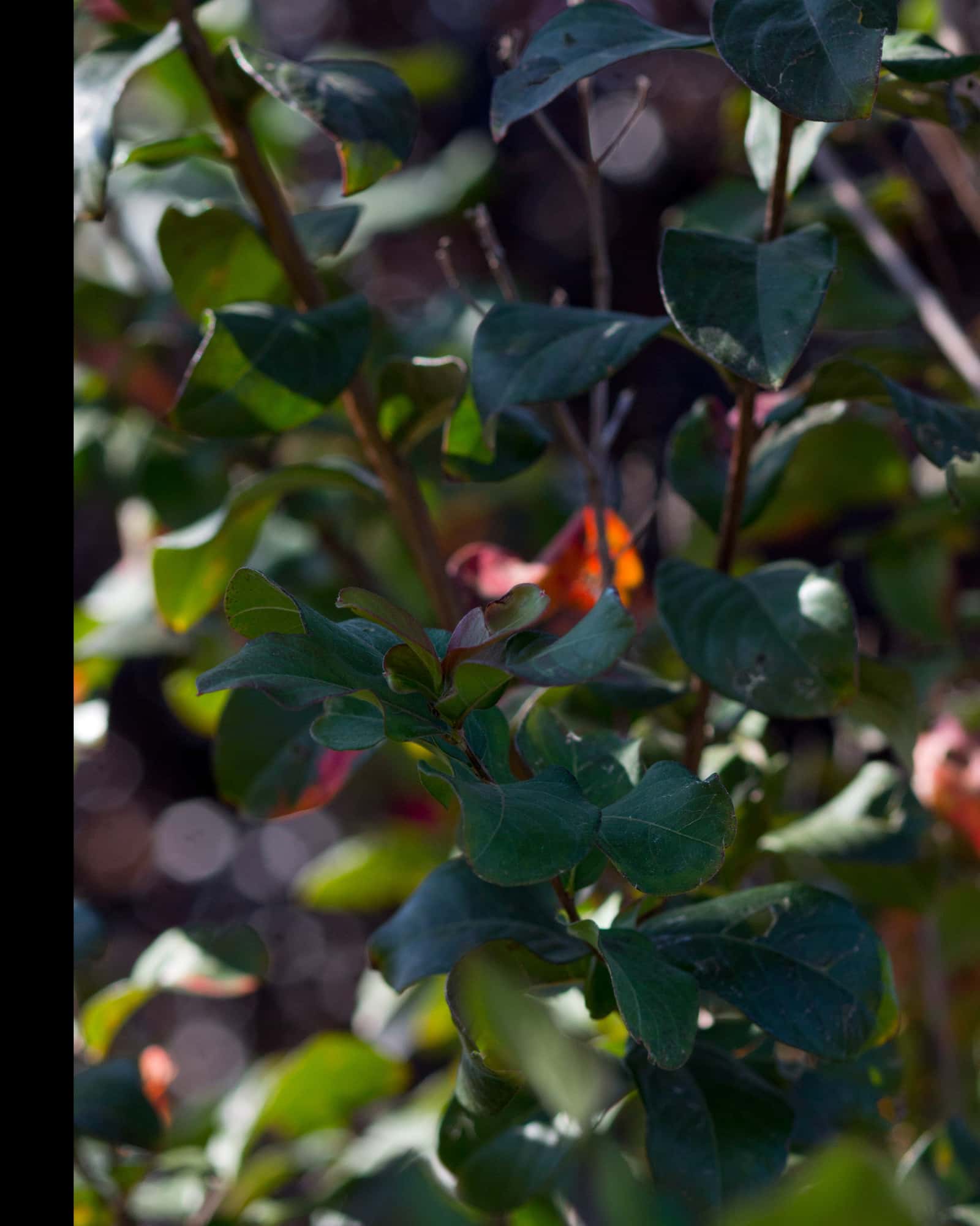 Colorama Purple Crape Myrtle - Image 3