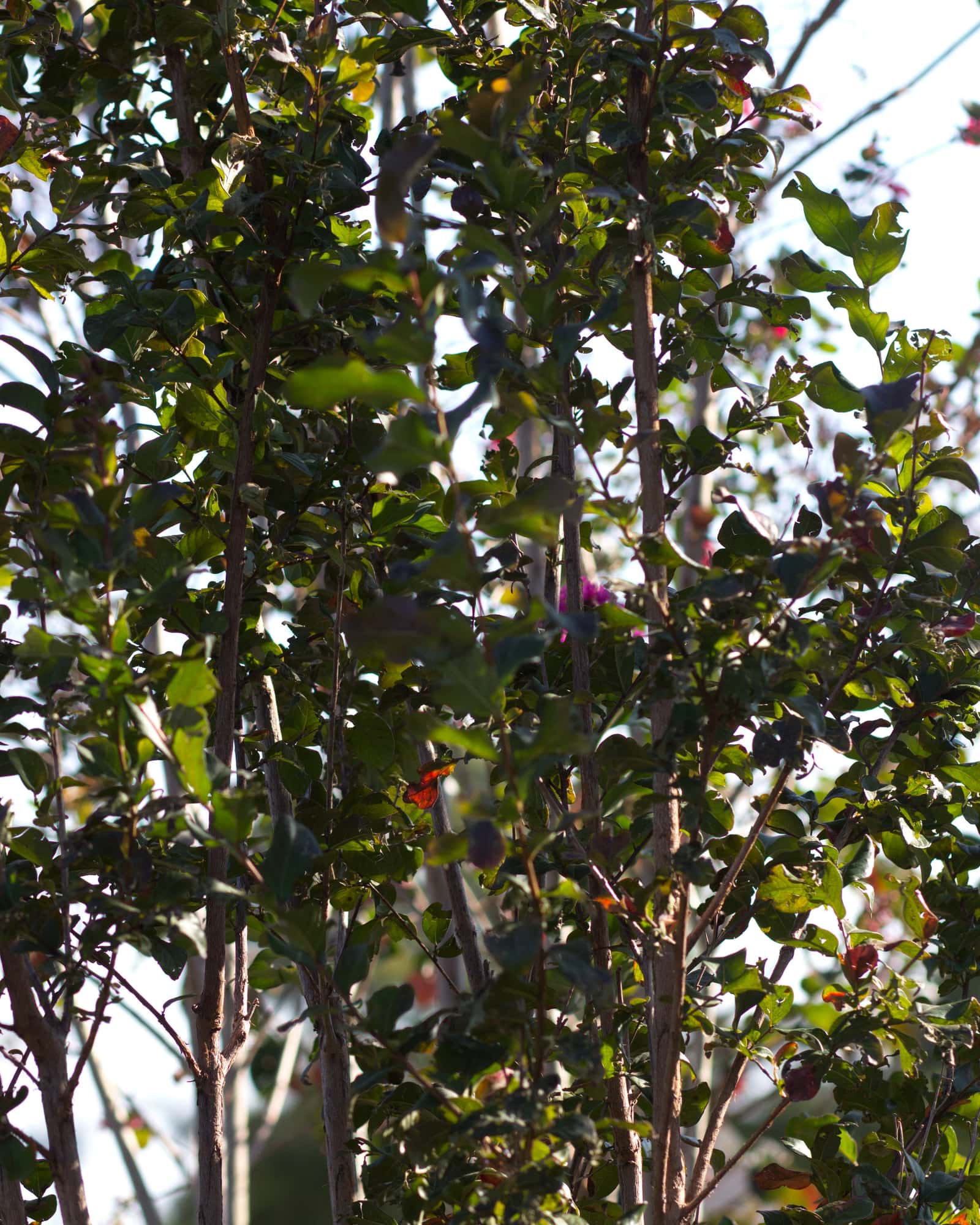 Colorama Purple Crape Myrtle - Image 4