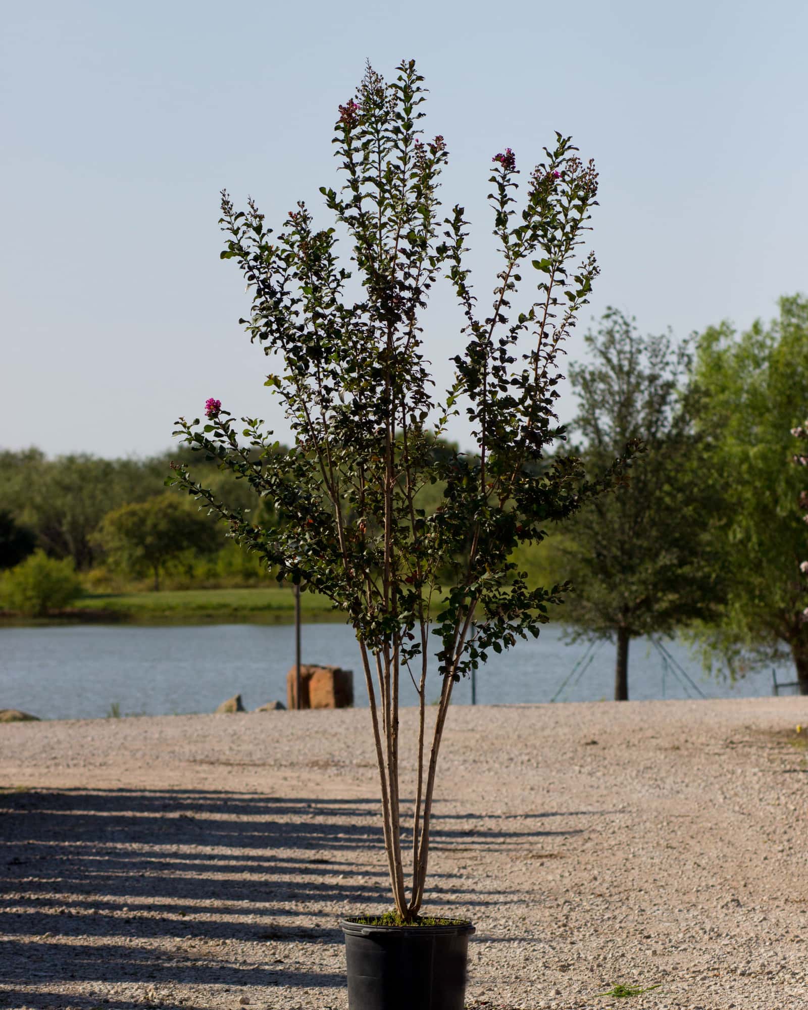 Colorama Purple Crape Myrtle - Image 6