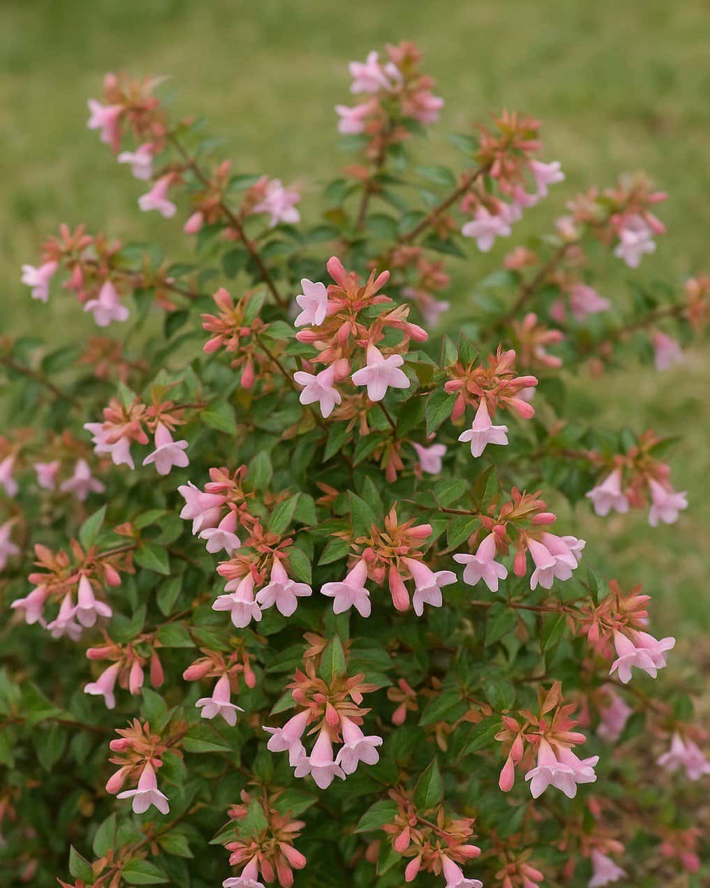 Edward Goucher Abelia - Main Image