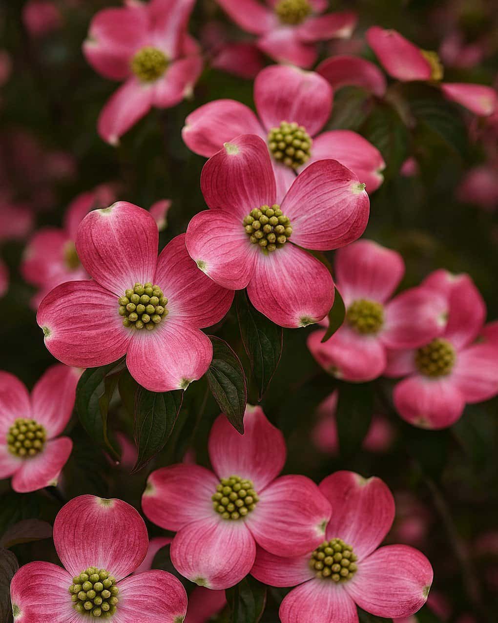 Cherokee Brave Dogwood - Main Image