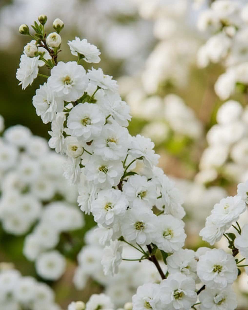 Double Bridal Wreath Spirea - Main Image