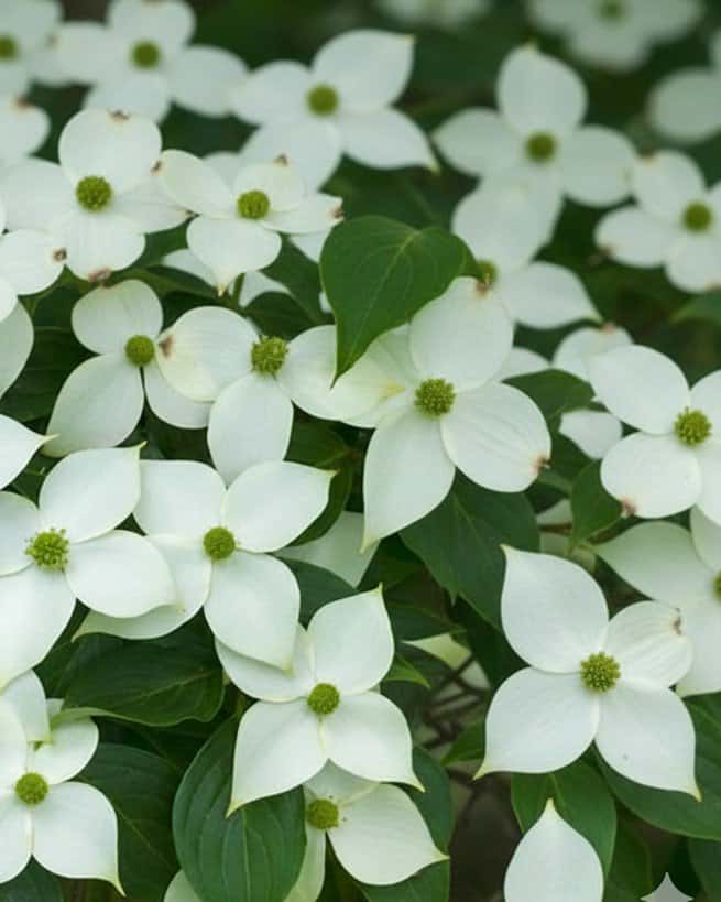 Chinese Dogwood - Main Image