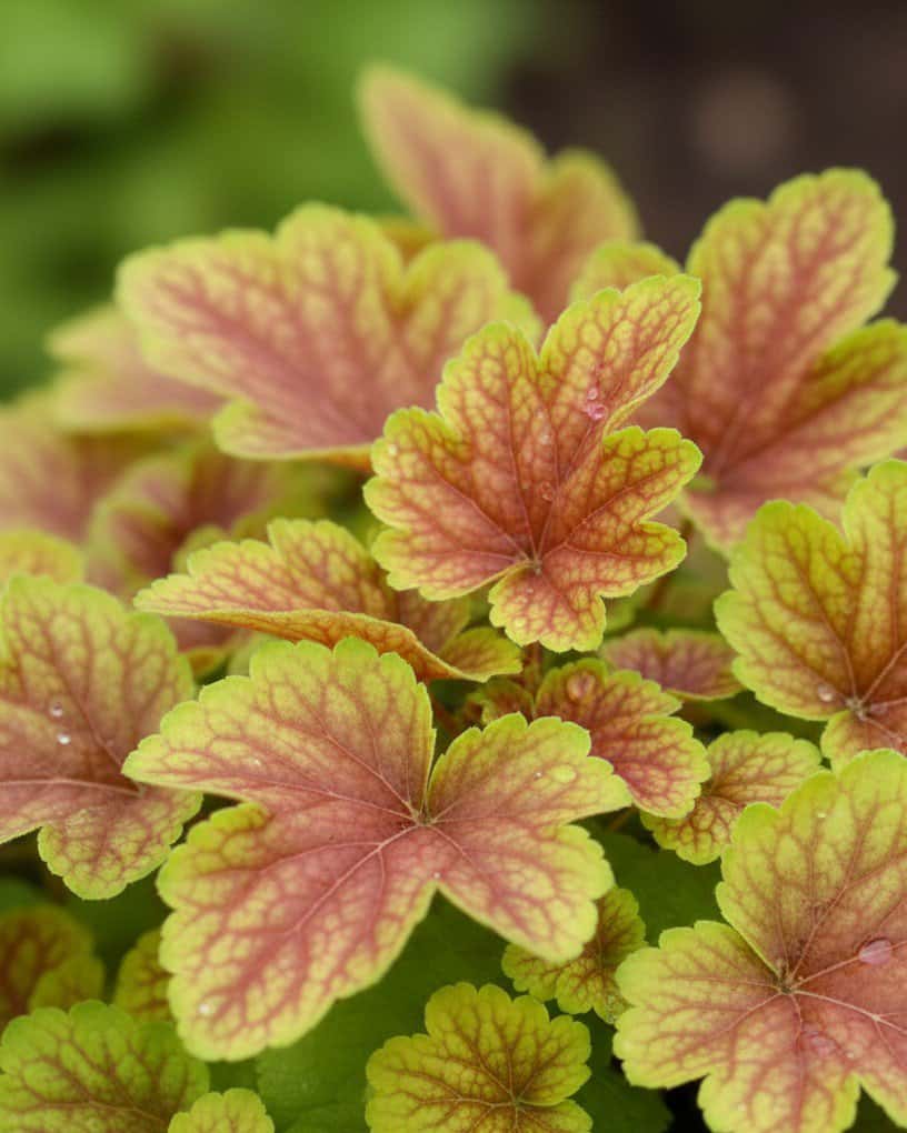 Delta Dawn Heuchera - Main Image