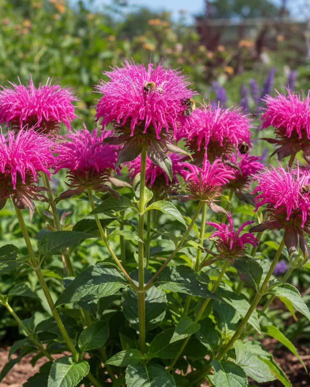 Bee-You Monarda Bee Balm - Main Image