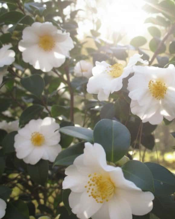 Daydream Believer Camellia - Main Image