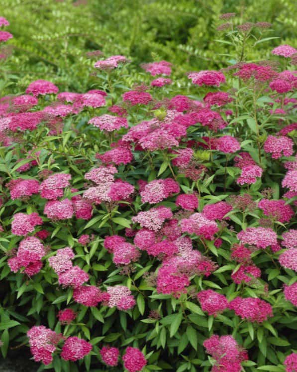 Anthony Waterer Spirea - Main Image