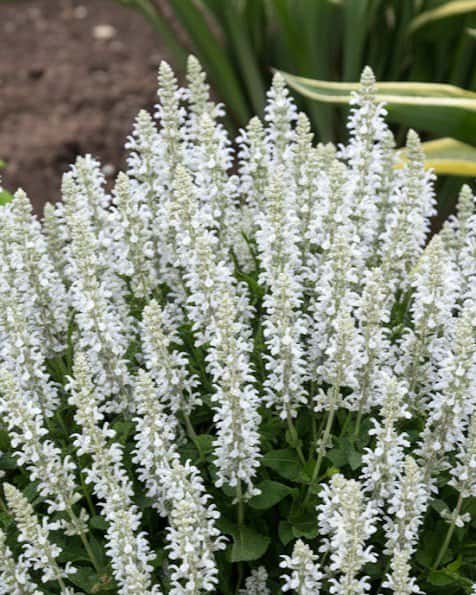 Bumblesnow Salvia - Main Image