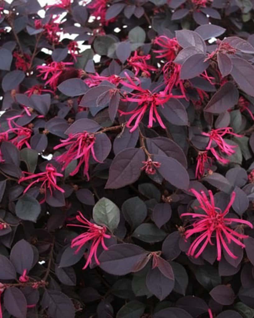 Cherry Blast Loropetalum - Main Image