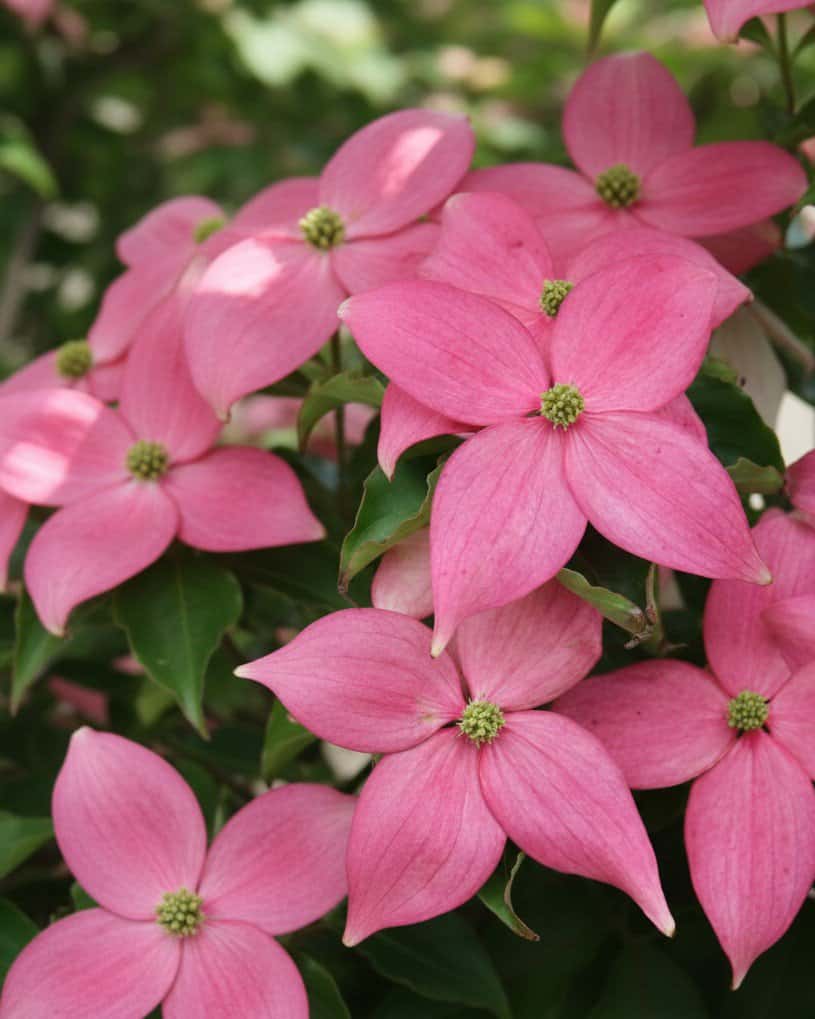Chinese Dogwood Scarlet Fire - Main Image