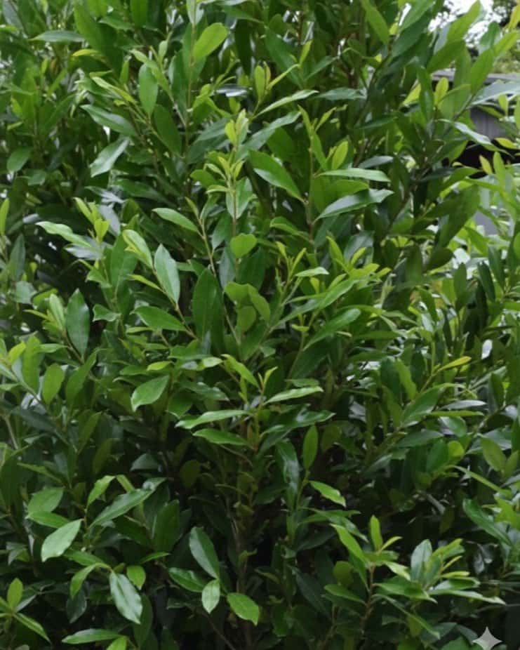 Cherry Laurel Everbrite - Main Image