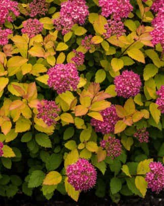 Double Play Dolly Spirea - Main Image