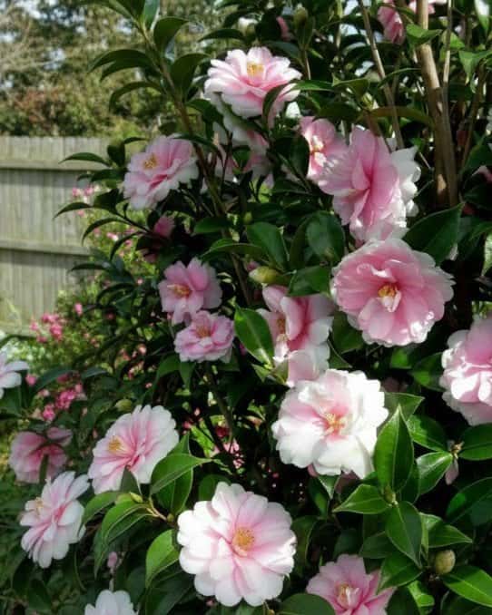 Dream Weaver Camellia - Main Image
