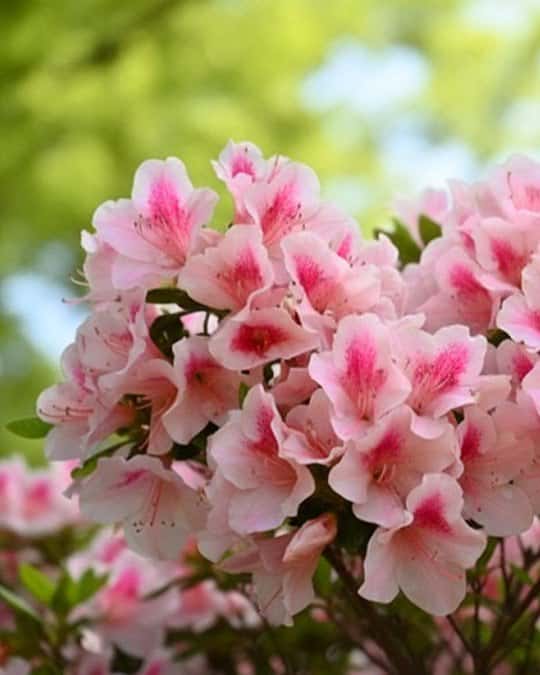 Encore Azalea Autumn Chiffon - Main Image