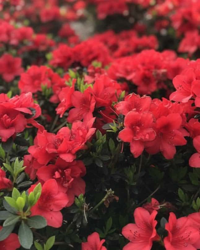 Encore Azalea Autumn Fire - Main Image