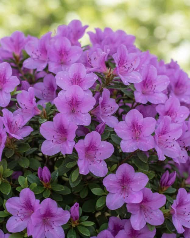 Encore Azalea Autumn Lilac - Main Image