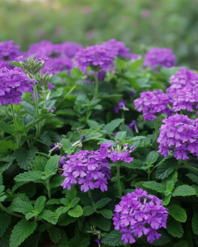 Endurascape Dark Purple Verbena - Main Image