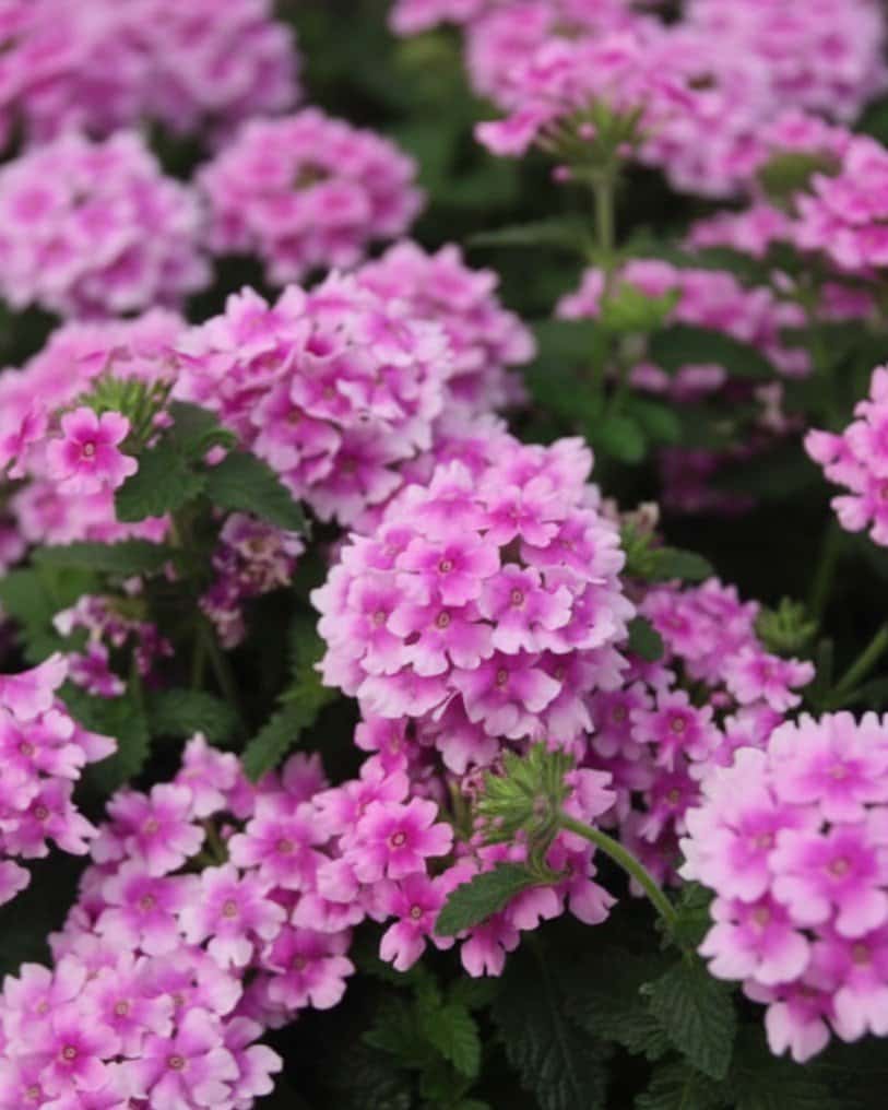Endurascape Pink Bicolor Verbena - Main Image