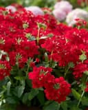 Endurascape Red Verbena thumbnail 1