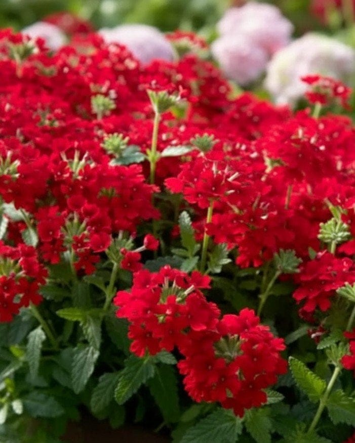 Endurascape Red Verbena