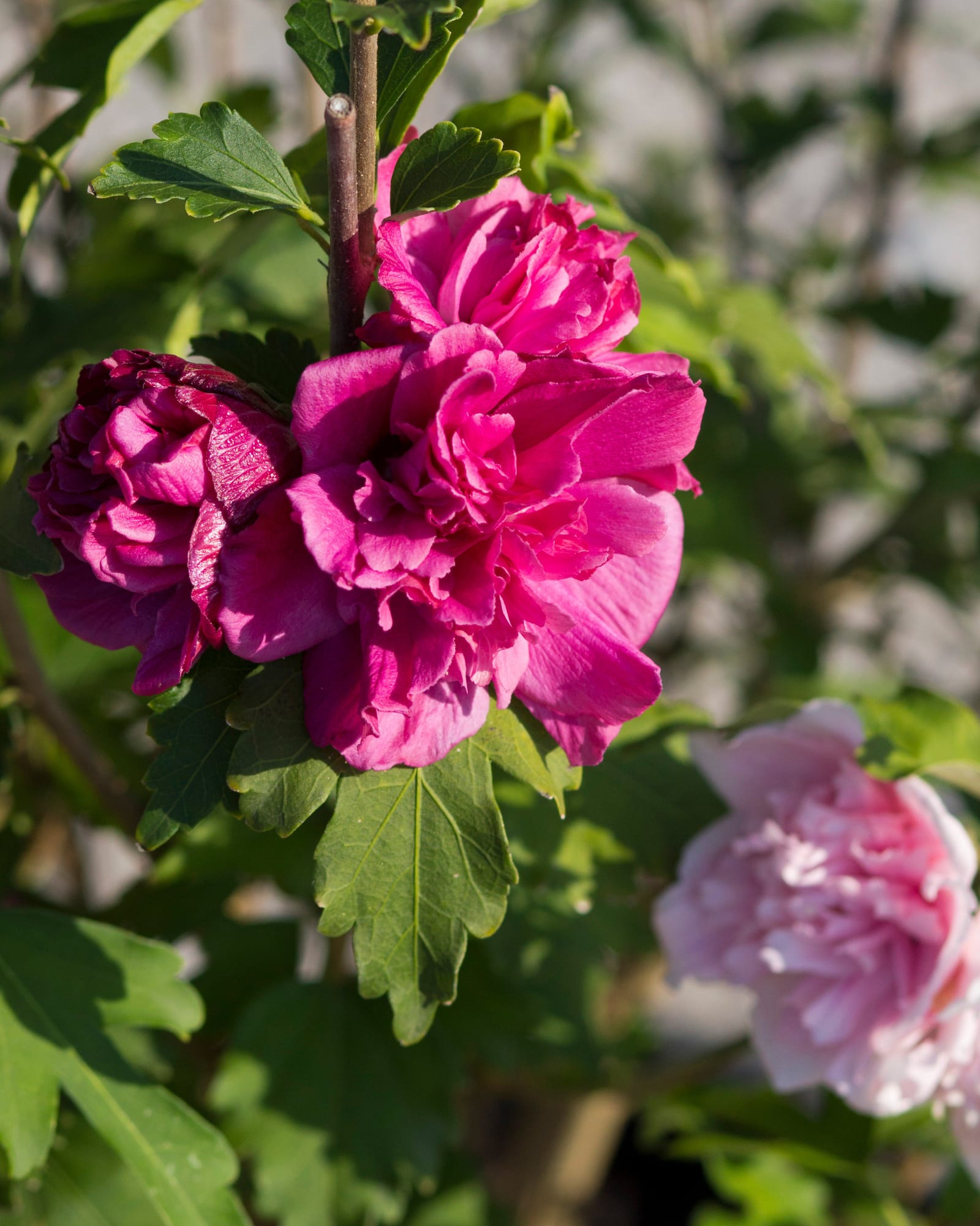 Fireworks Double Althea