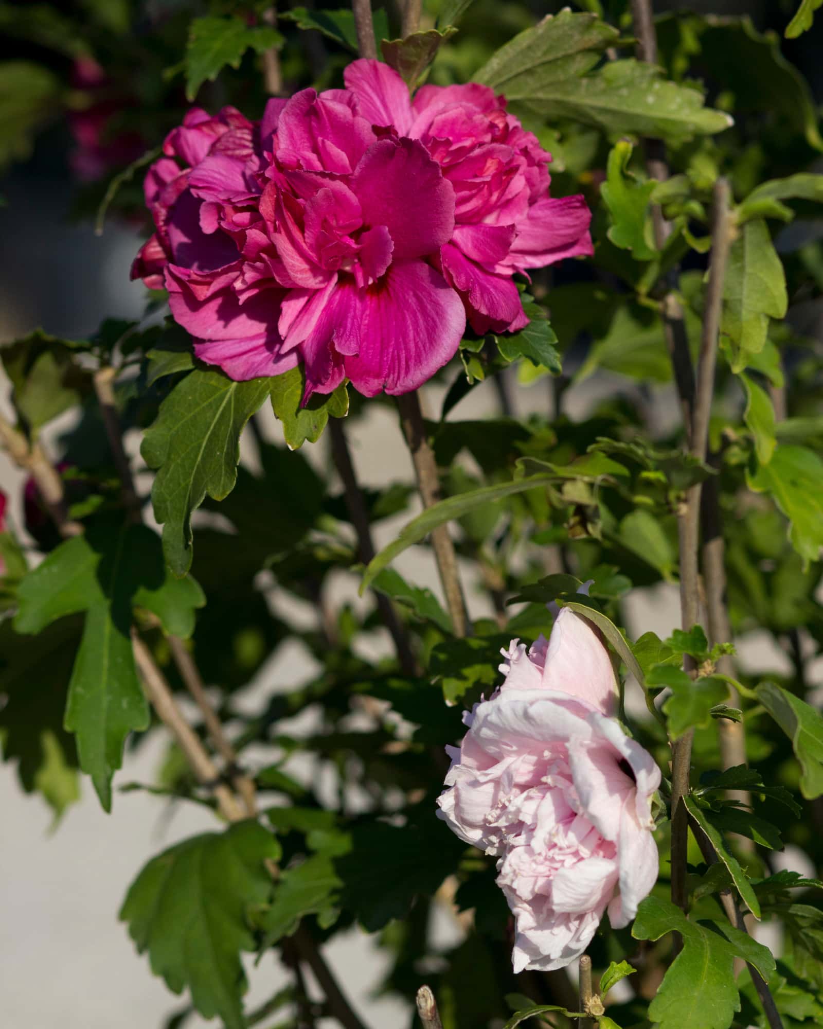Fireworks Double Althea - Image 7