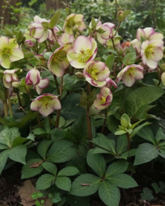 Frostkiss Glenda's Gloss Helleborus - Main Image