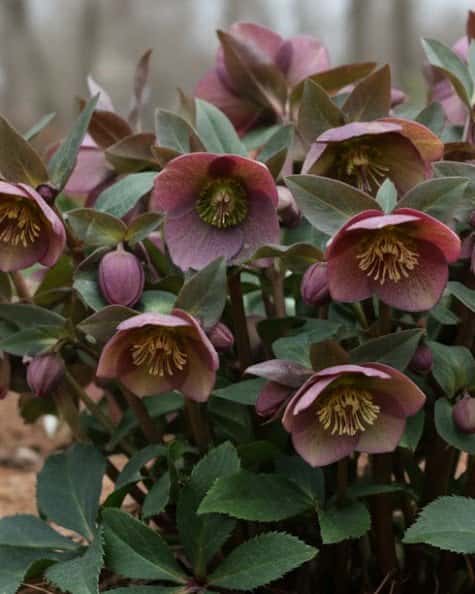 Frostkiss Dana's Dulcet Helleborus - Main Image