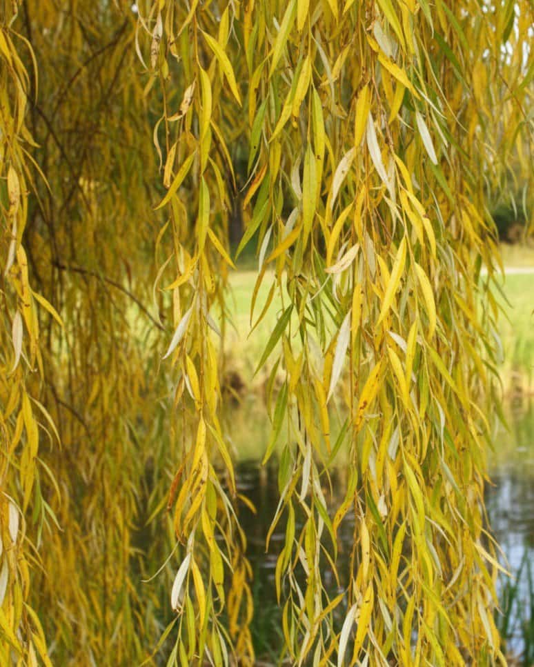 Golden Weeping Willow - Main Image