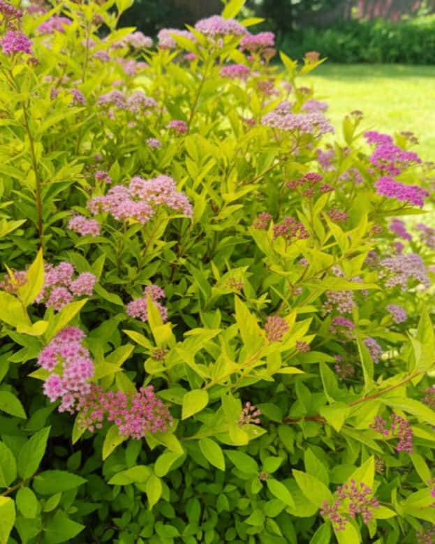 Goldmound Spirea - Main Image