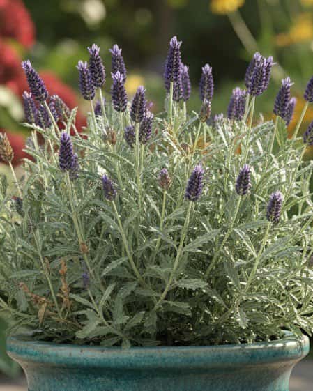 Goodwin Creek Lavender - Main Image