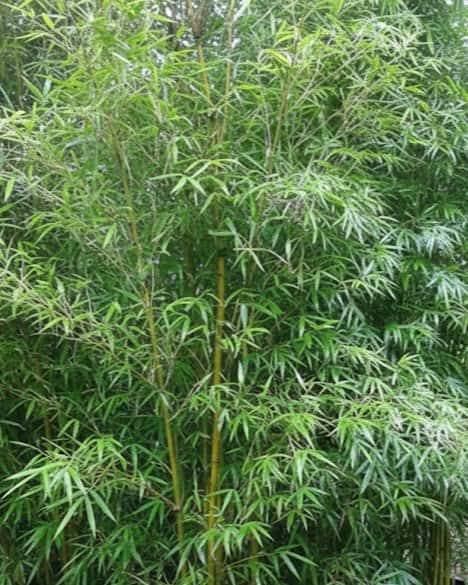 Graceful Bamboo - Main Image