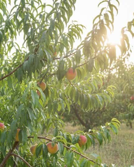 Hale Haven Peach - Main Image