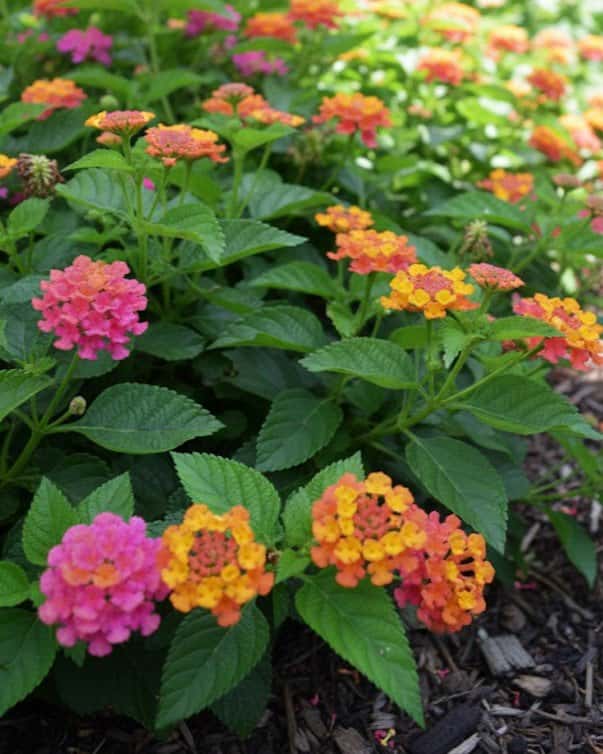 Havana Sunset Lantana - Main Image