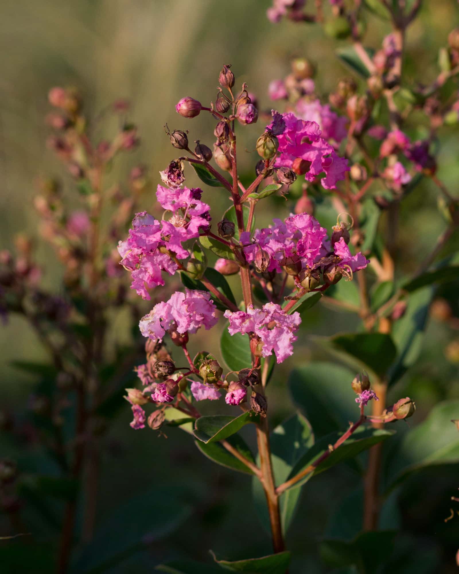 Hopi Crape Myrtle - Main Image