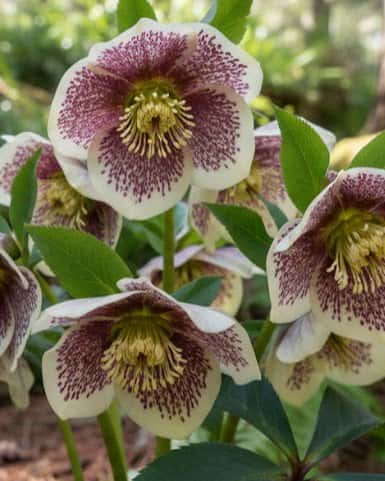 Honeymoon Rio Carnival Helleborus - Main Image