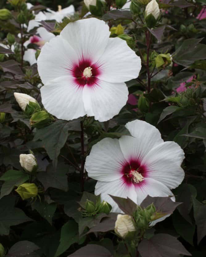 Head over Heels Dream Hibiscus - Main Image