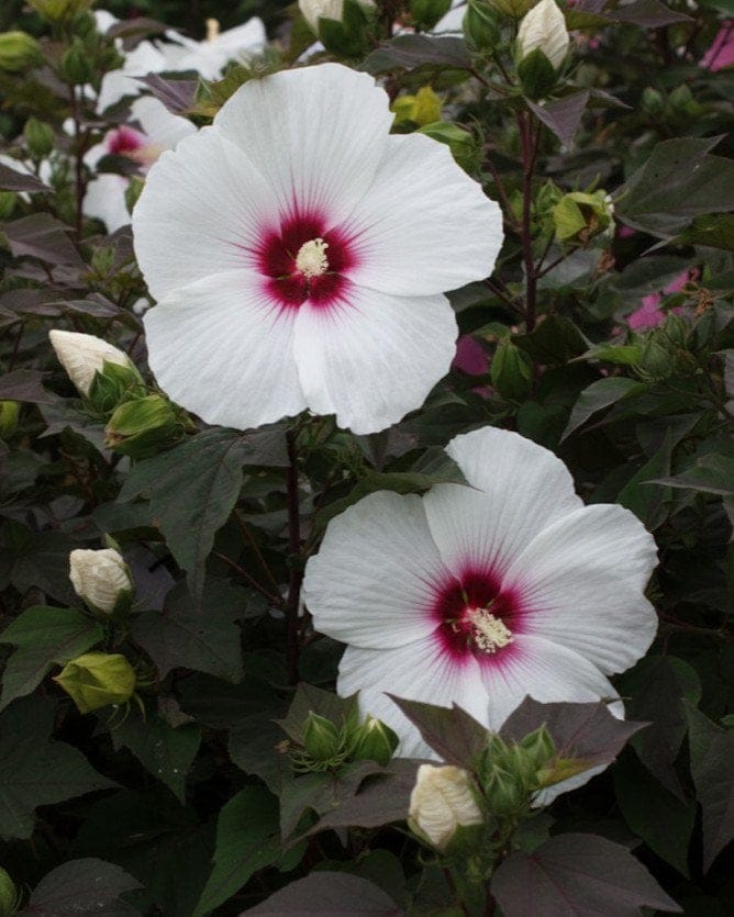 Head over Heels Dream Hibiscus