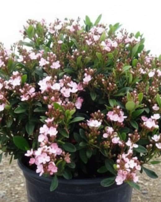 Indian Hawthorn Pinkie - Main Image