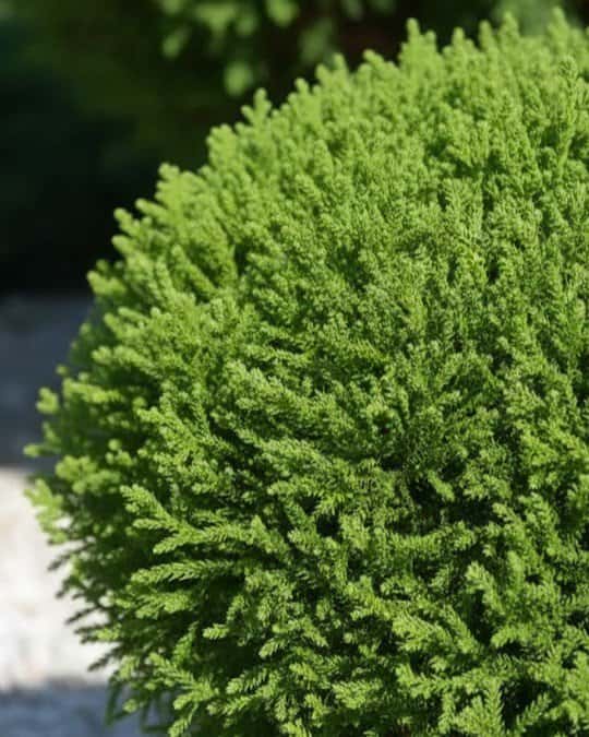 Japanese Cedar Dragon Prince - Main Image